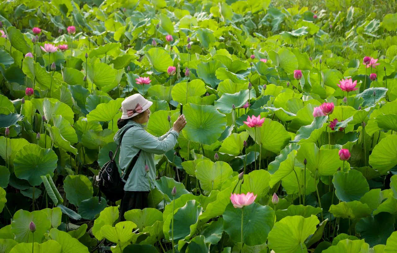 接天莲叶无穷碧映日荷花别样红3.jpg