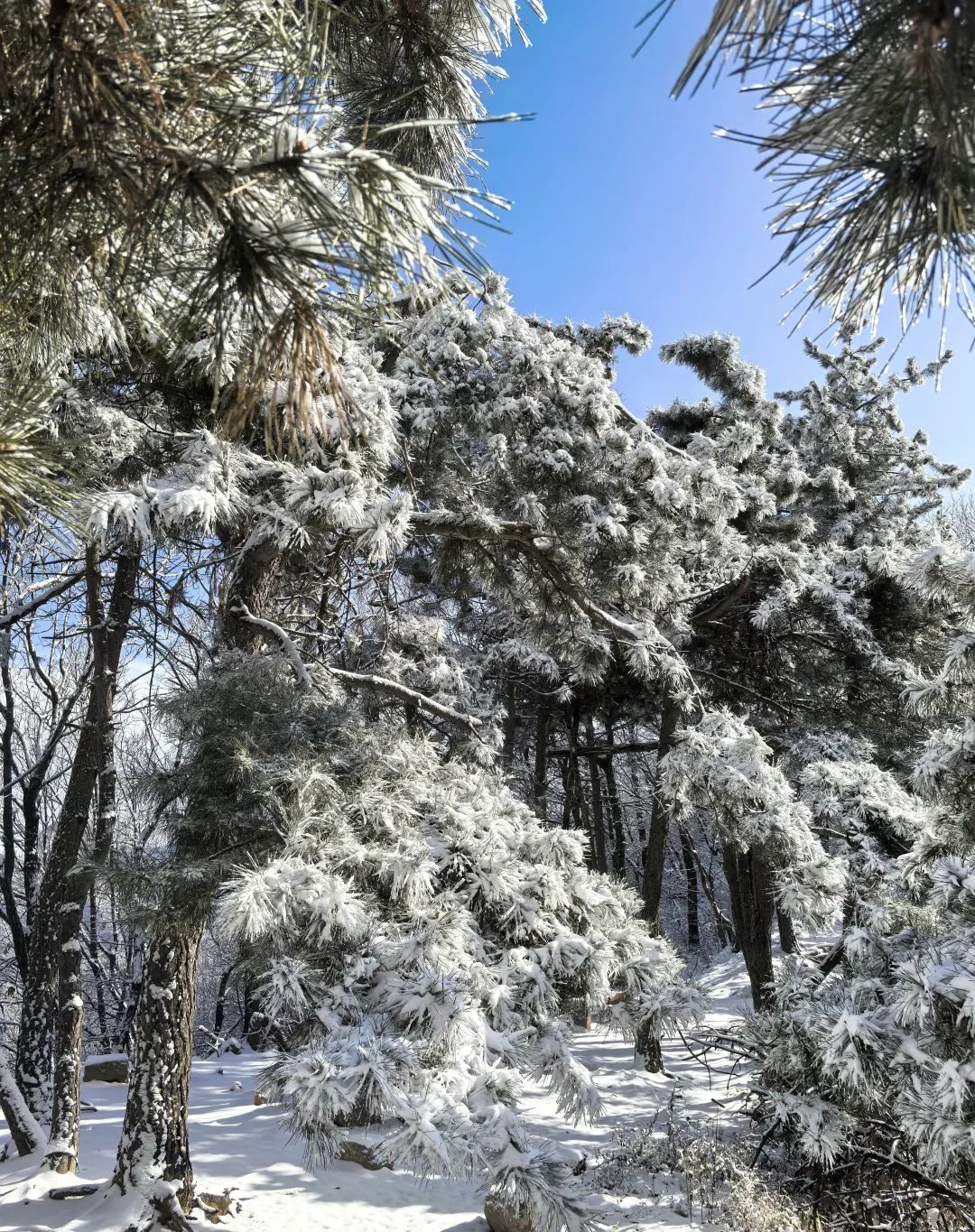 大雪时节2.jpg