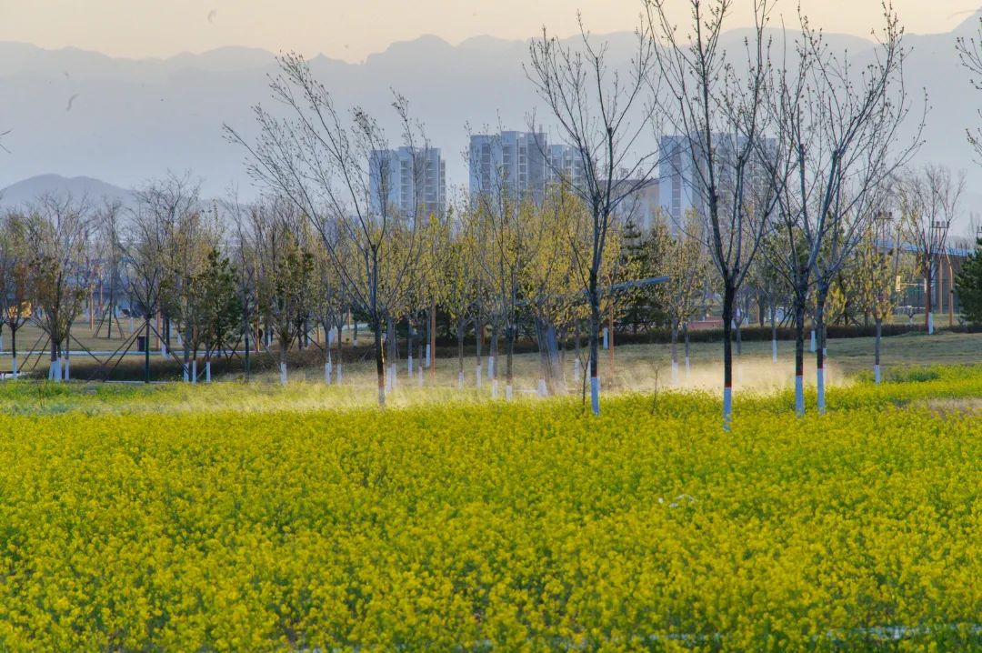 youcai2.jpg