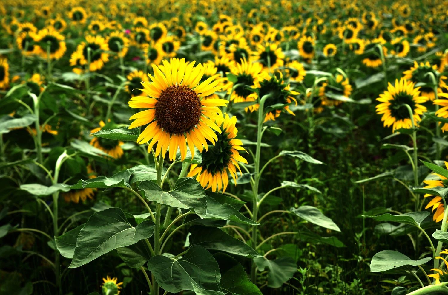 1754900236842968.jpg 222.jpg