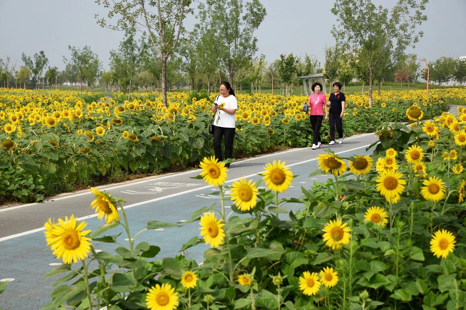 1754900262197828.jpg 444.jpg