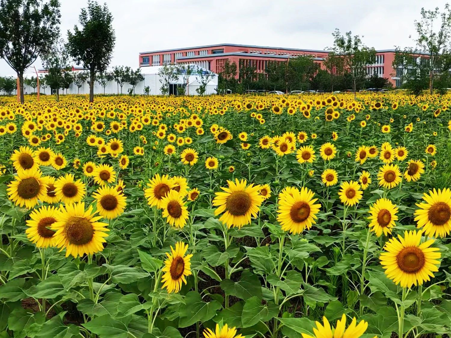 1754900305805410.jpg 666.jpg