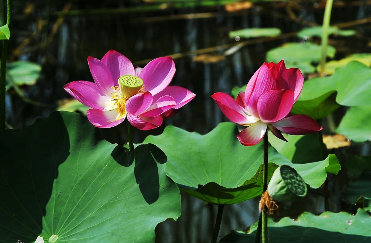 1756087396723207.jpg 33.jpg