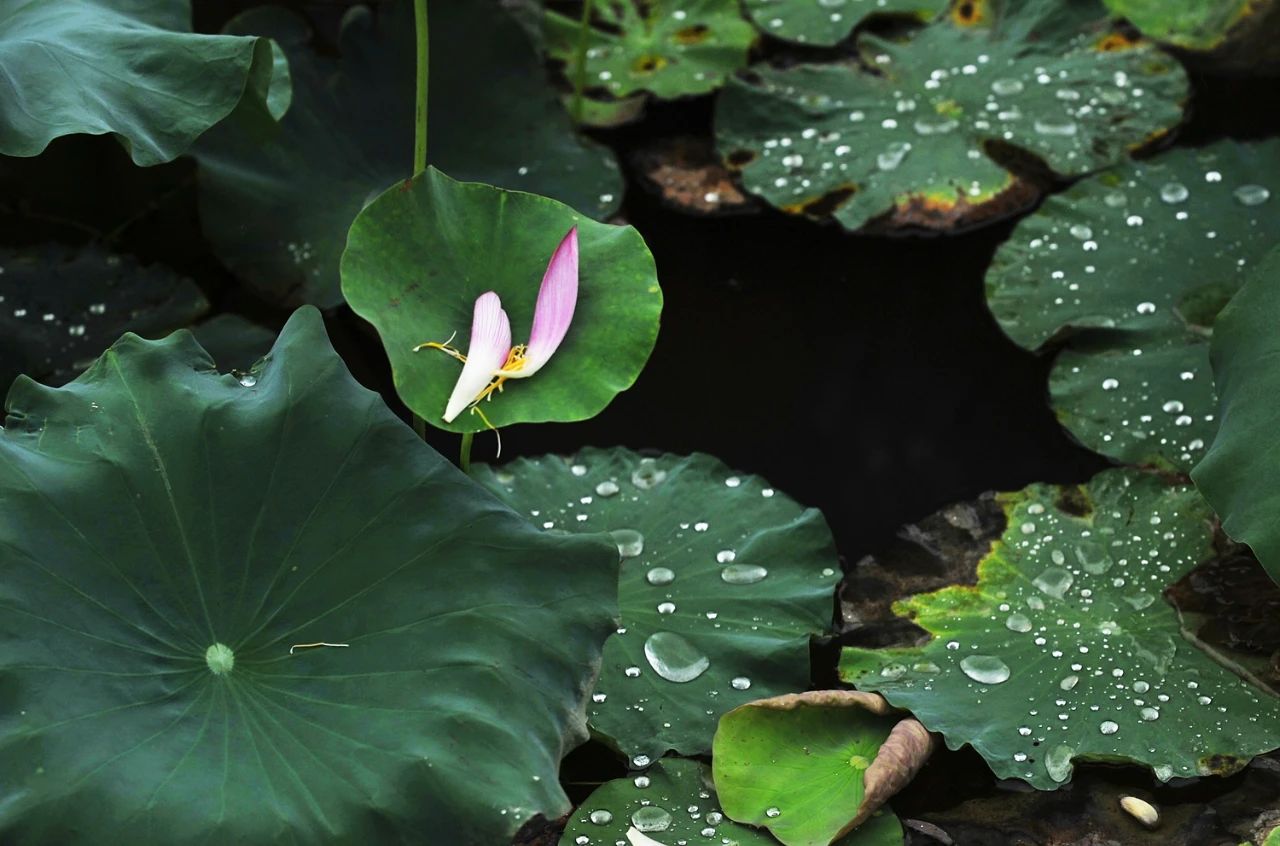 1756087412574579.jpg 666.jpg