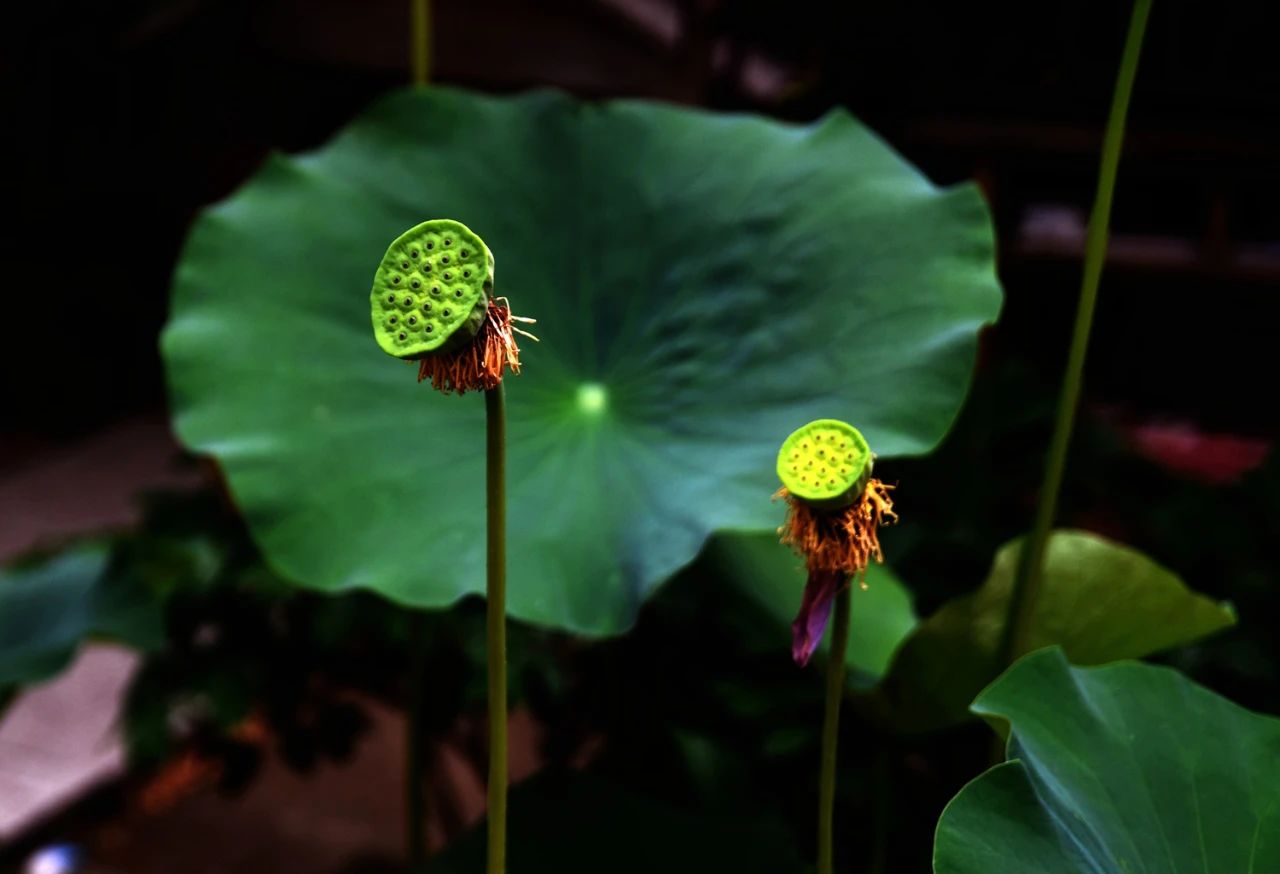 1756087427957003.jpg 888.jpg