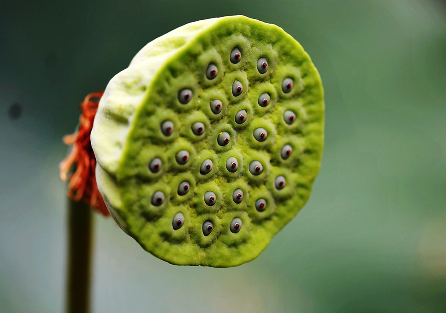 1756087436463775.jpg 999.jpg