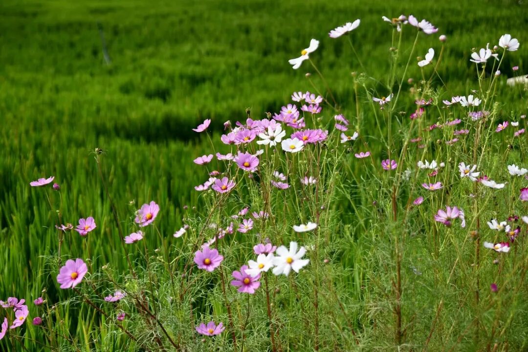 1759546585583981.jpg 222.jpg