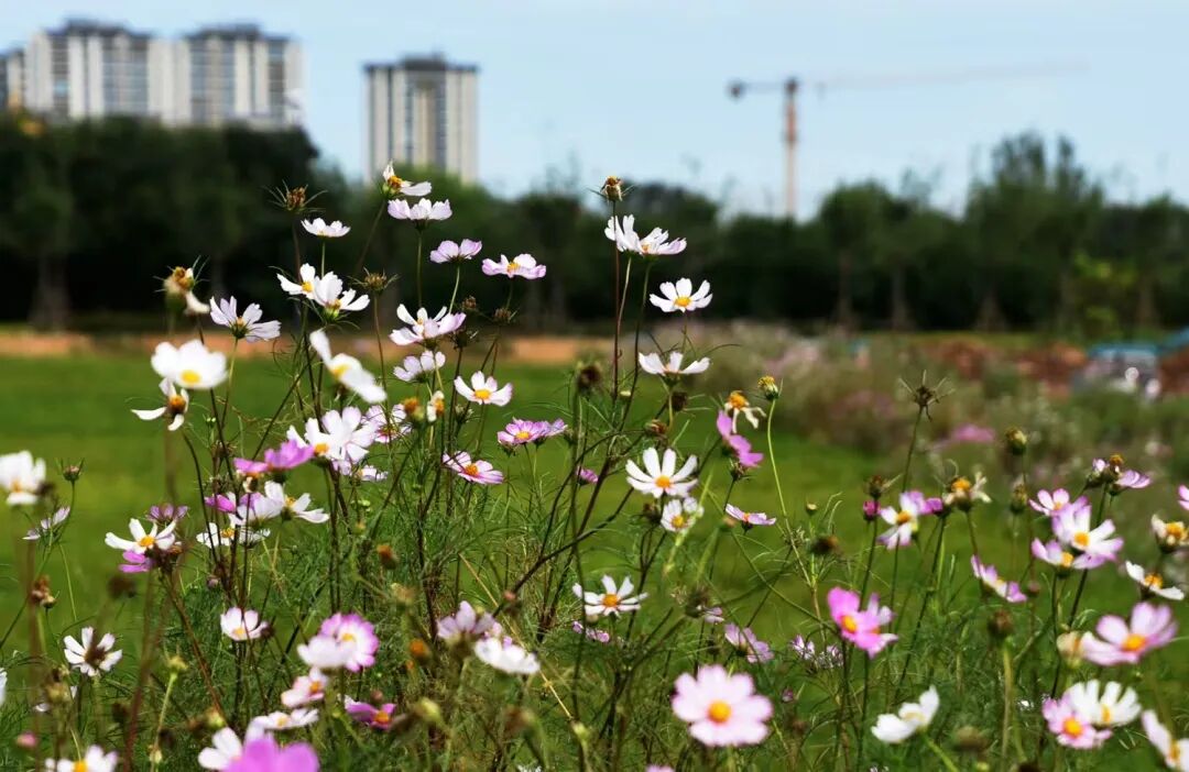 1759546595176072.jpg 333.jpg