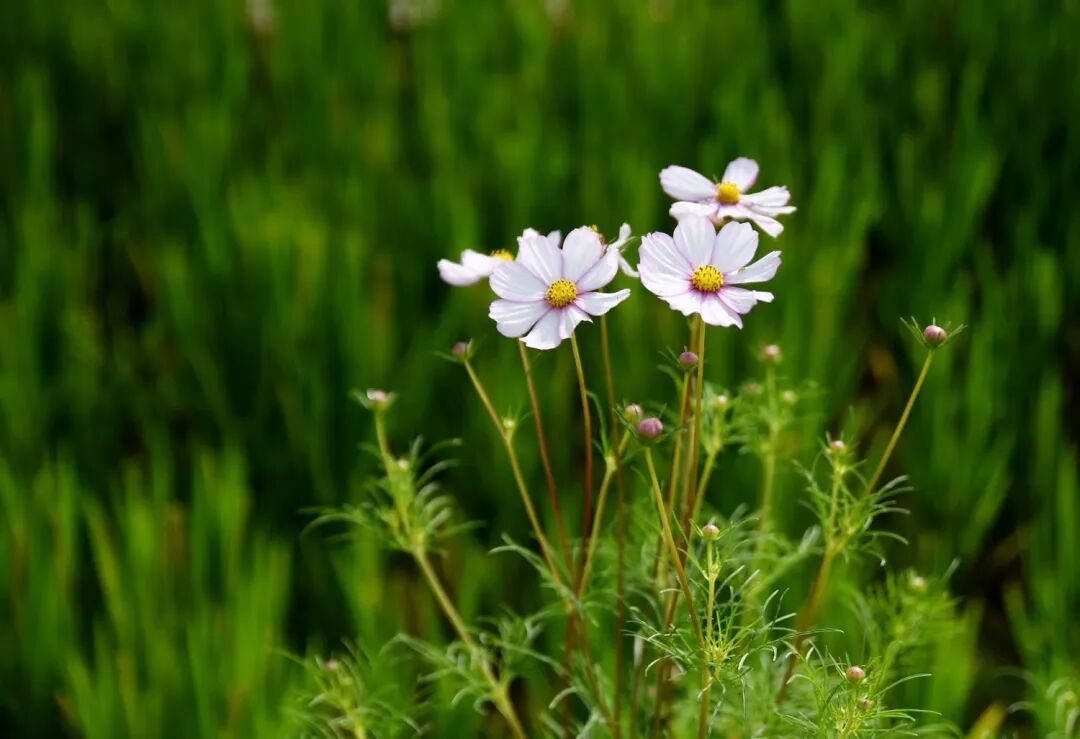 1759546607769014.jpg 555.jpg