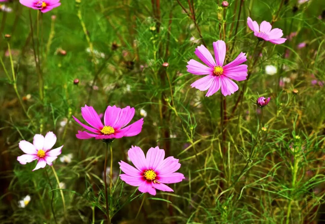 1759546618110630.jpg 666.jpg