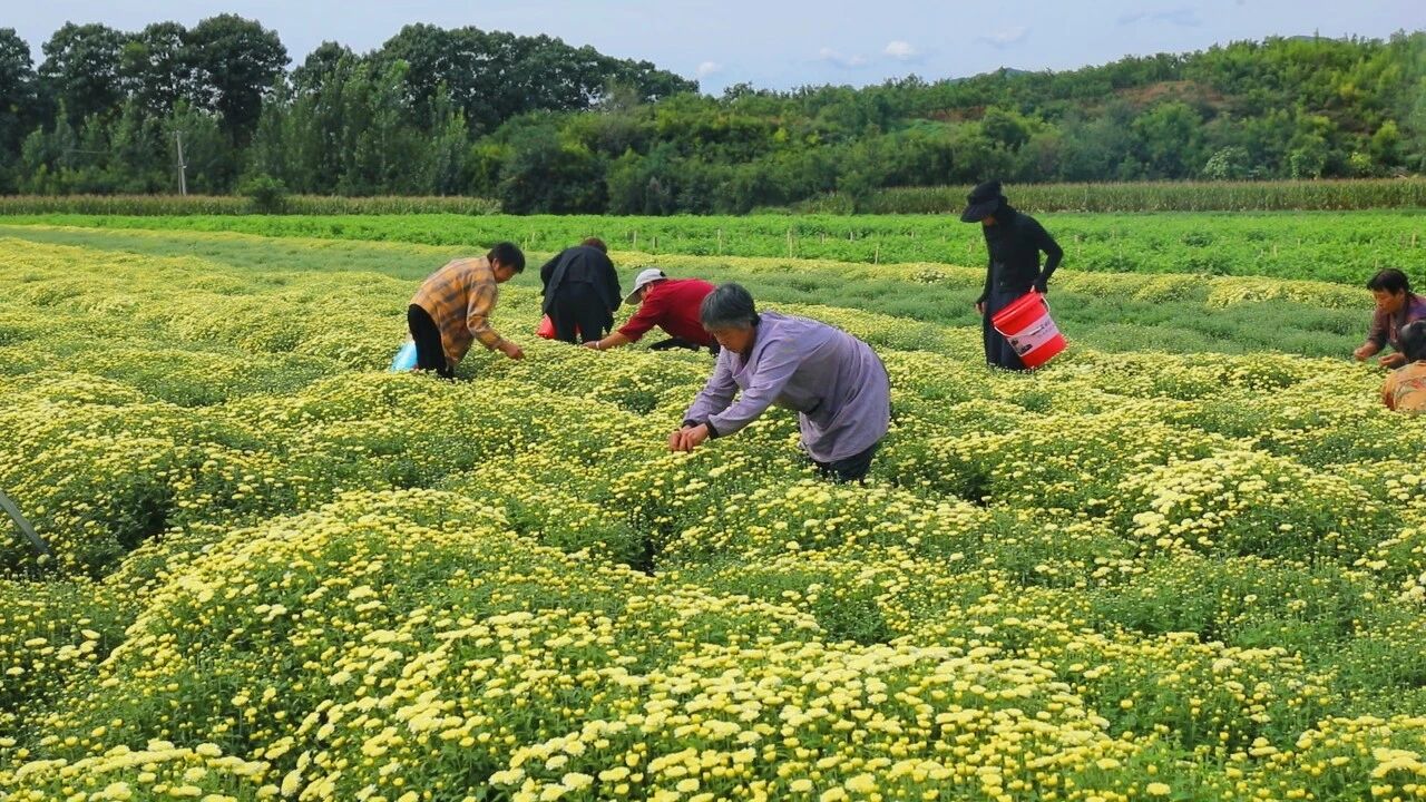 1760080346311951.jpg 555.jpg